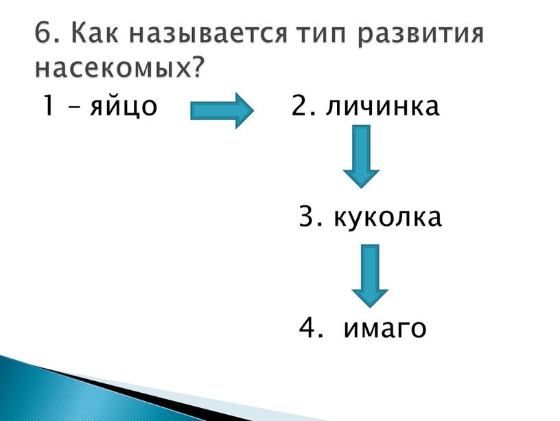 Как называется тип развития насекомых?