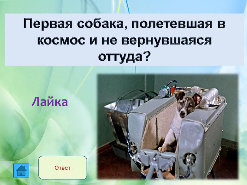 Лайка Первая собака, полетевшая в космос и не вернувшаяся оттуда?