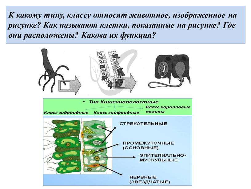 К какому типу, классу относят животное, изображенное на рисунке?