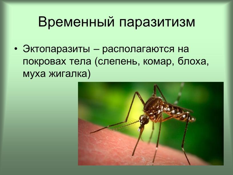 Временный паразитизм Эктопаразиты – располагаются на покровах тела (слепень, комар, блоха, муха жигалка)