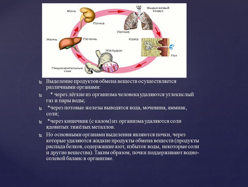 Выделение продуктов обмена веществ осуществляется различными органами: * через лёгкие из организма человека удаляются углекислый газ и пары воды; *через потовые железы выводятся вода, мочевина,…