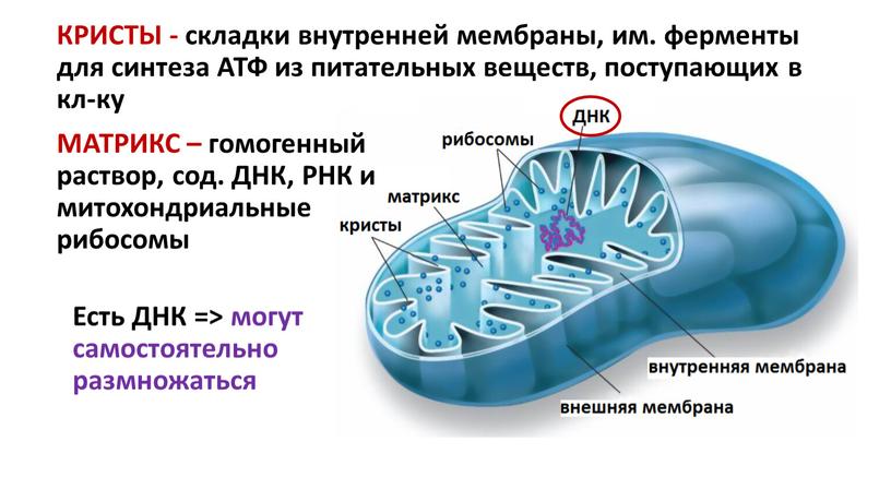 Есть ДНК => могут самостоятельно размножаться