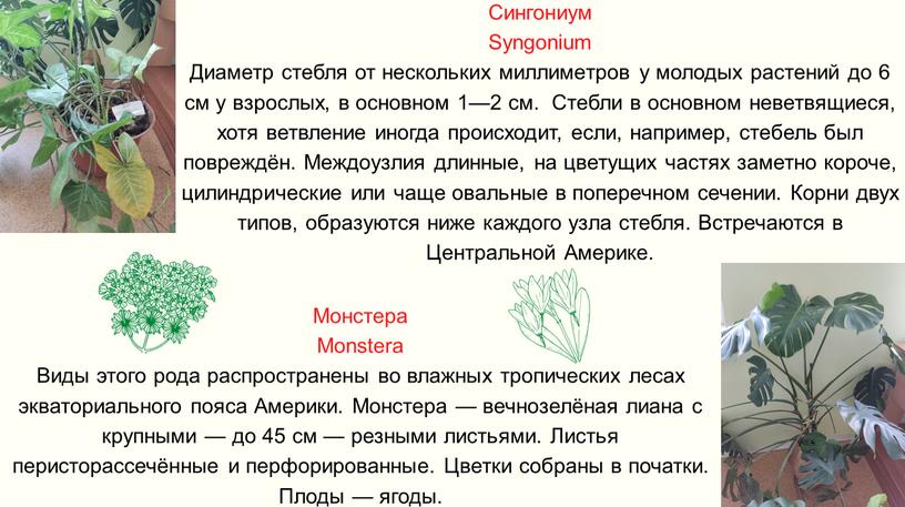 Сингониум Syngonium Диаметр стебля от нескольких миллиметров у молодых растений до 6 см у взрослых, в основном 1—2 см