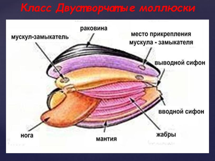 Класс Двустворчатые моллюски