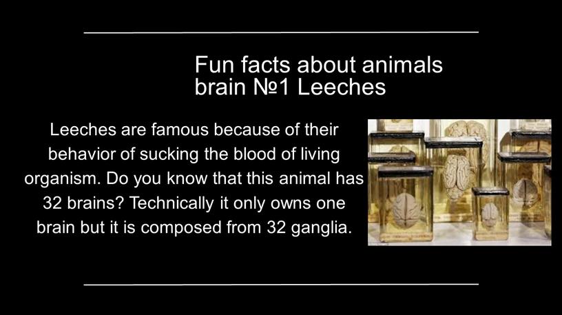 Fun facts about animals brain №1