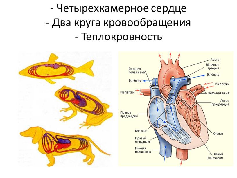 Четырехкамерное сердце - Два круга кровообращения -