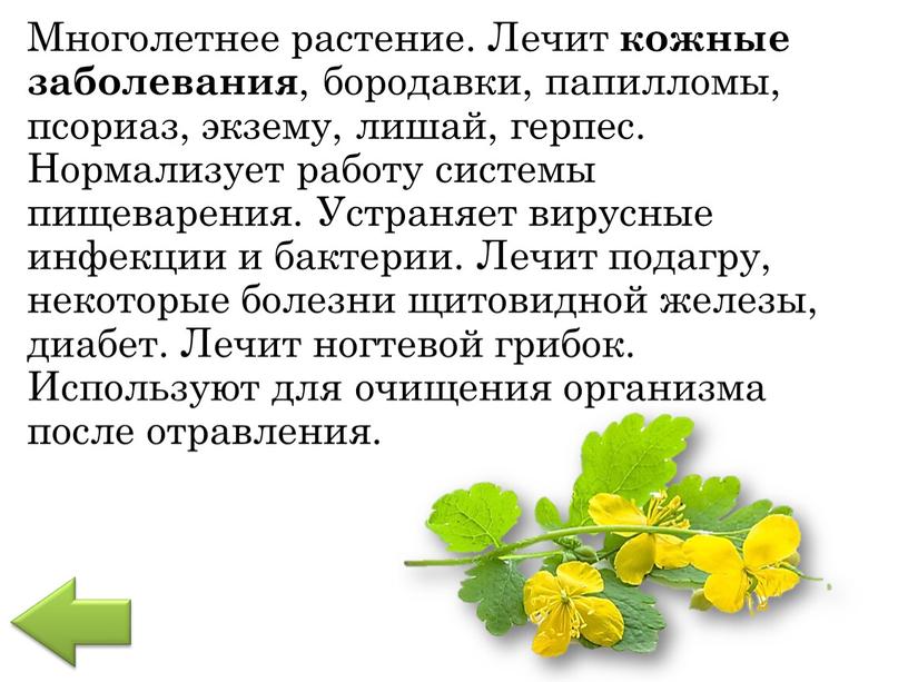 Многолетнее растение. Лечит кожные заболевания , бородавки, папилломы, псориаз, экзему, лишай, герпес