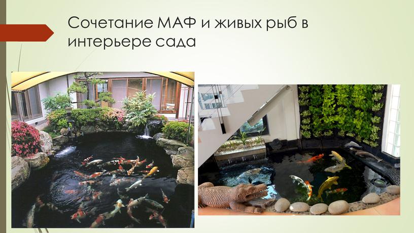 Сочетание МАФ и живых рыб в интерьере сада