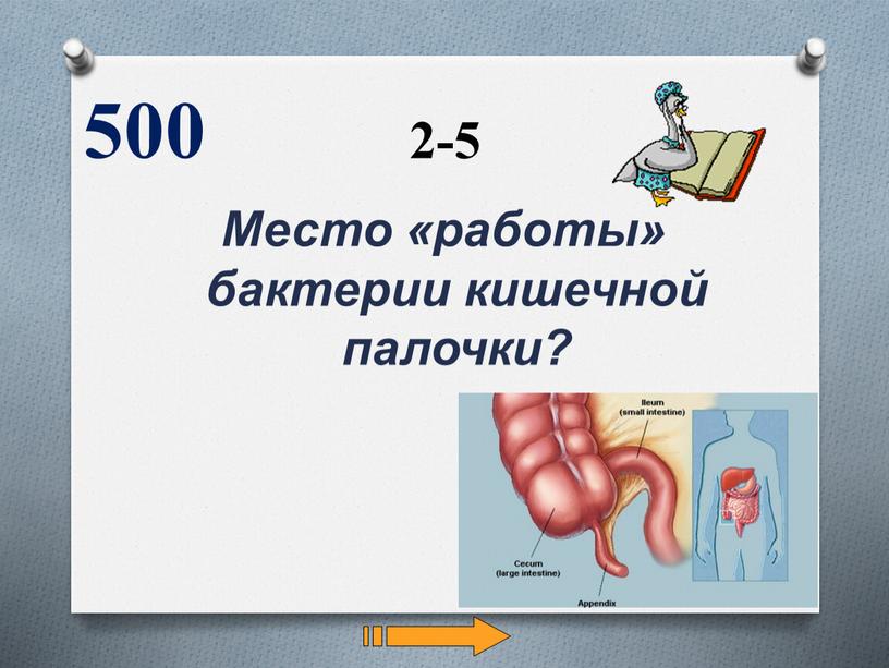 Место «работы» бактерии кишечной палочки? 500