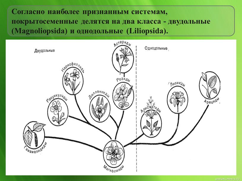 Согласно наиболее признанным системам, покрытосеменные делятся на два класса - двудольные (Magnoliopsida) и однодольные (Liliopsida)