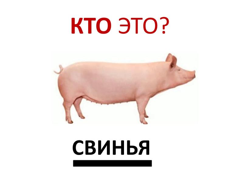 КТО ЭТО? СВИНЬЯ