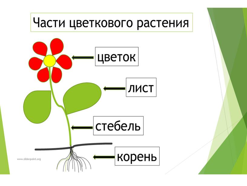 Внеурочное занятие по изобразительному искусству (нетрадиционная техника рисования – ниткография) «Сказочные цветы»