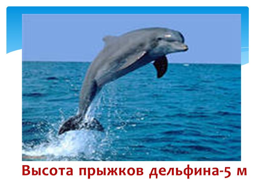 Высота прыжков дельфина-5 м