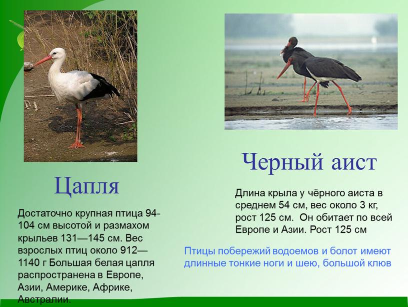 Длина крыла у чёрного аиста в среднем 54 см, вес около 3 кг, рост 125 см
