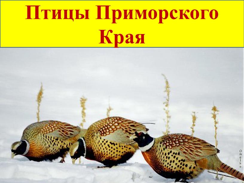 Птицы Приморского Края