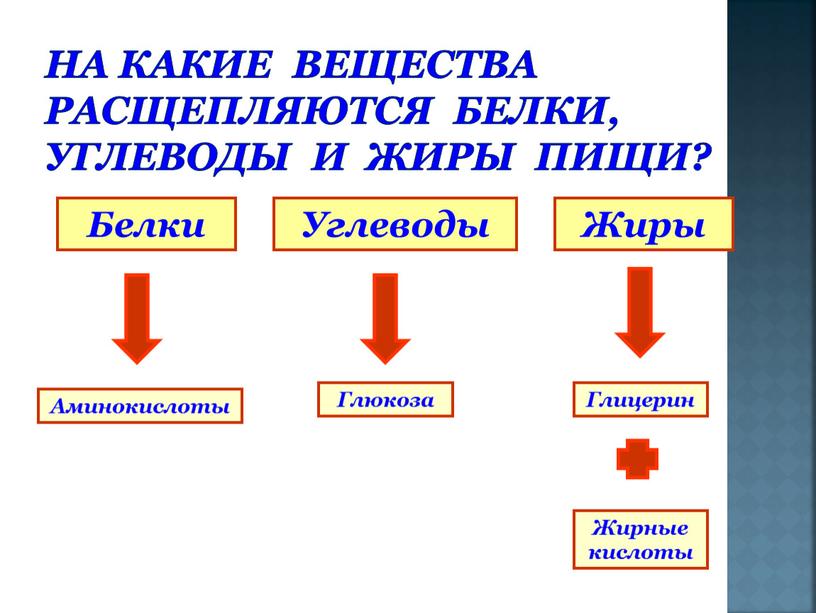 На какие вещества расщепляются белки, углеводы и жиры пищи?