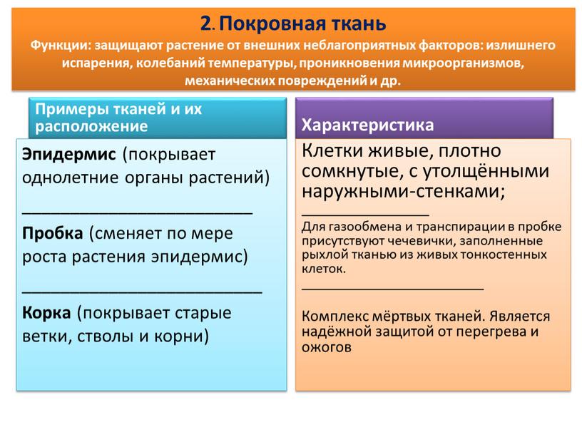 Покровная ткань Функции: защищают растение от внешних неблагоприятных факторов: излишнего испарения, колебаний температуры, проникновения микроорганизмов, механических повреждений и др