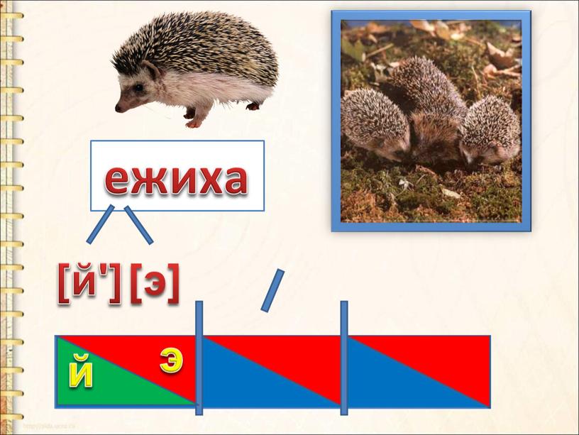 ежиха [й'] [э] э й