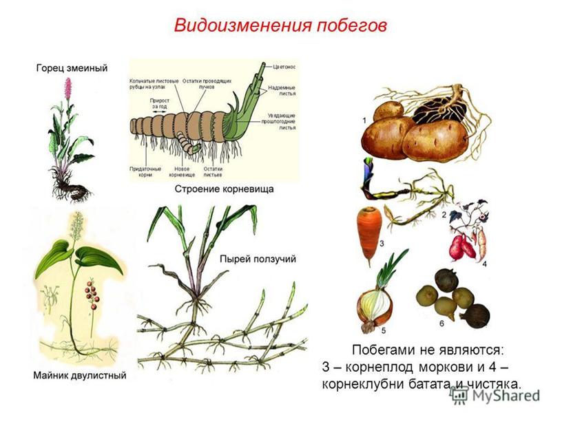 Вегетативные органы растений.