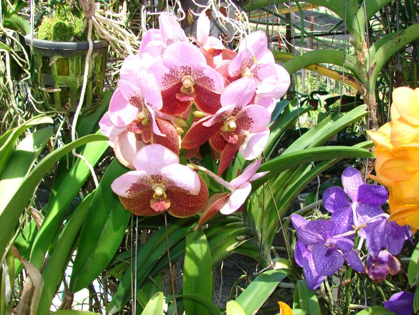 Презентация по окружающему миру "Орхидеи - удивительные творения природы"