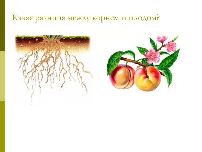 Какая разница между корнем и плодом?