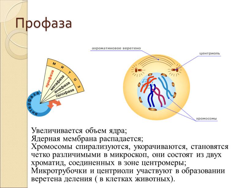 Профаза Увеличивается объем ядра;