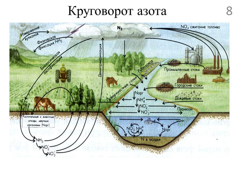 Круговорот азота 8