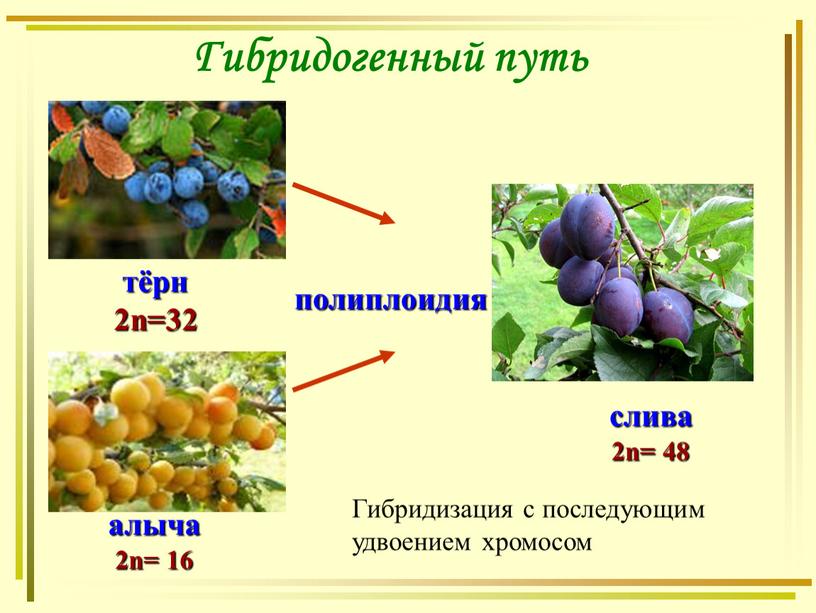 Гибридогенный путь тёрн 2n=32 алыча 2n= 16 слива 2n= 48 полиплоидия