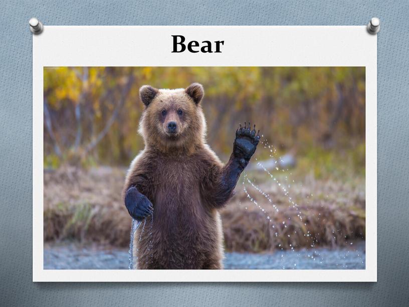 Bear