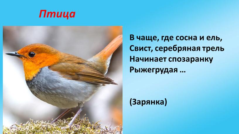 Птица В чаще, где сосна и ель,