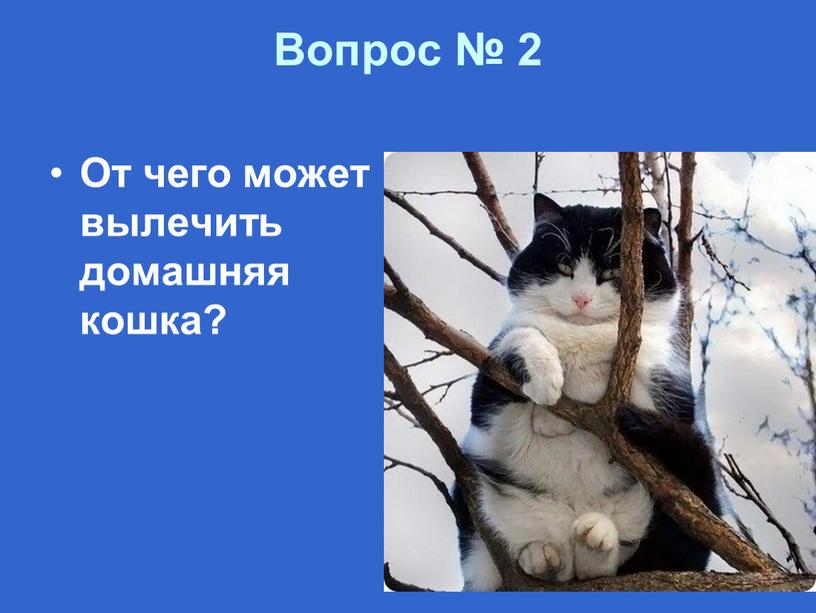 Вопрос № 2 От чего может вылечить домашняя кошка?