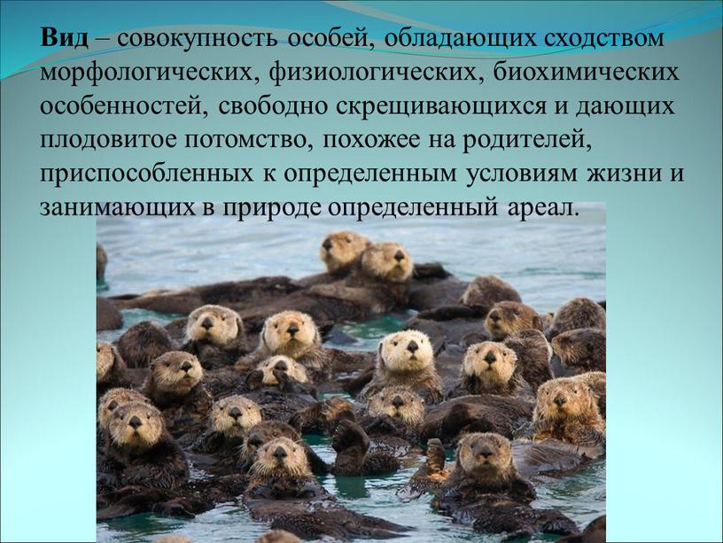 Вид – совокупность особей, обладающих сходством морфологических, физиологических, биохимических особенностей, свободно скрещивающихся и дающих плодовитое потомство, похожее на родителей, приспособленных к определенным условиям жизни и…