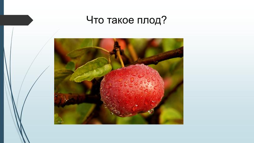 Что такое плод?