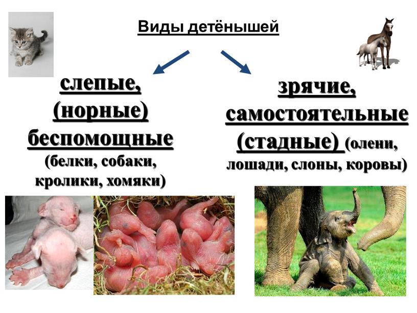 Виды детёнышей слепые, (норные) беспомощные (белки, собаки, кролики, хомяки) зрячие, самостоятельные (стадные) (олени, лошади, слоны, коровы)