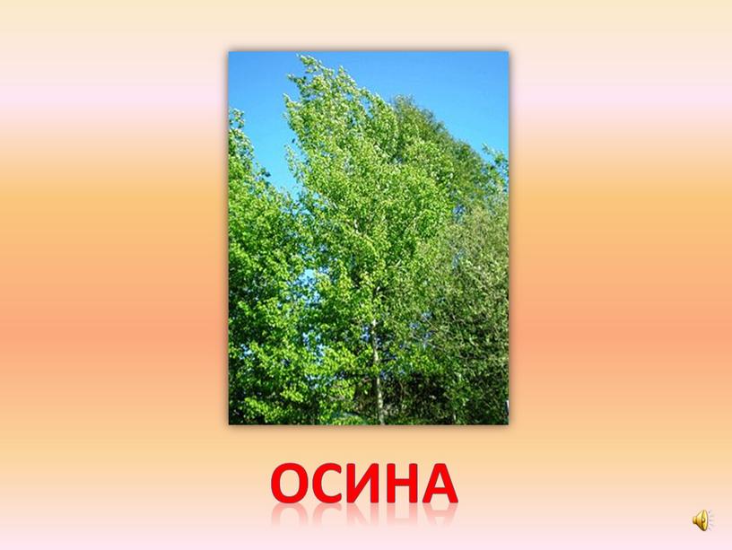 осина