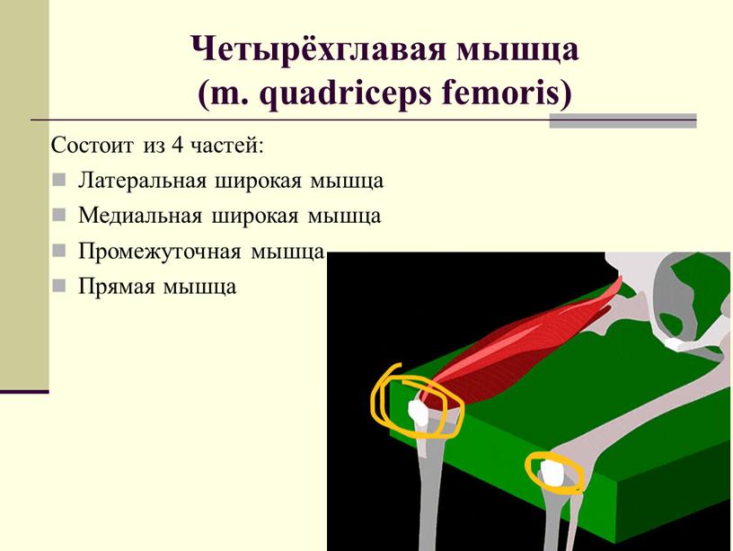 Четырёхглавая мышца (m. quadriceps femoris)