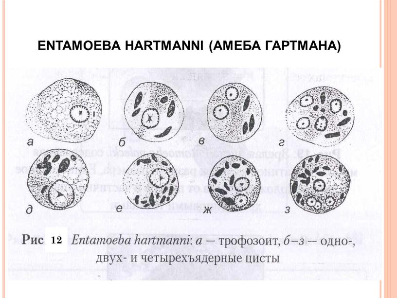 ENTAMOEBA HARTMANNI (АМЕБА ГАРТМАНА) 12