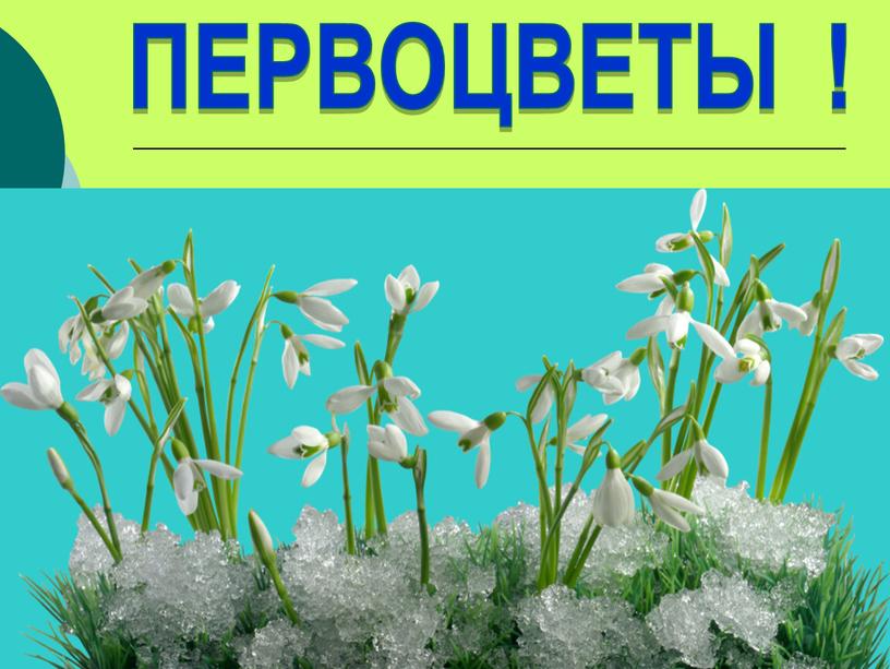 ПЕРВОЦВЕТЫ ! Презентация Нечаевой