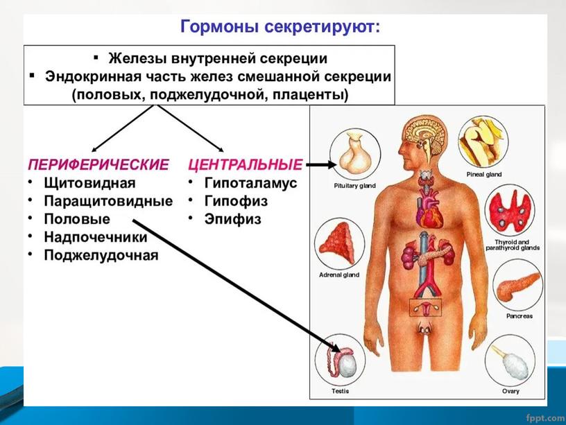 Презентация к теоретическому занятию Заболевания эндокринной системы у детей