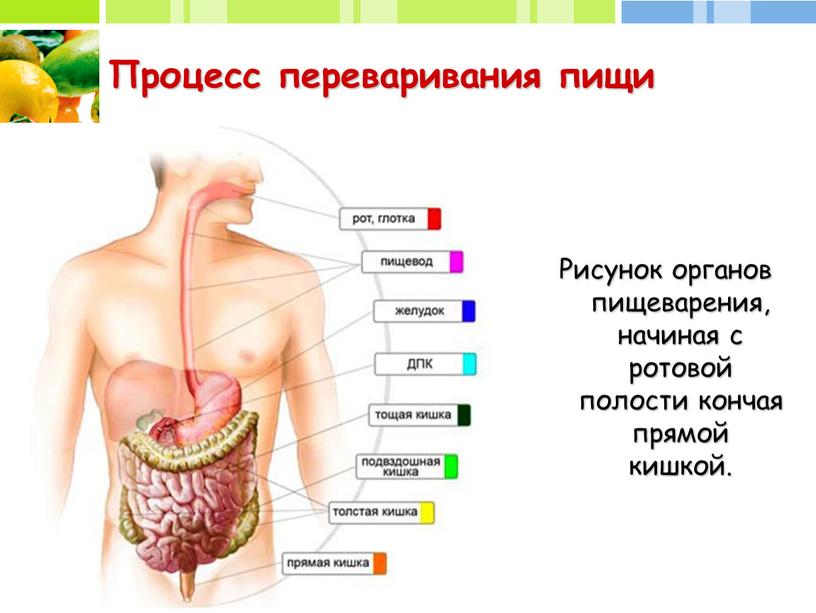 Процесс переваривания пищи Рисунок органов пищеварения, начиная с ротовой полости кончая прямой кишкой