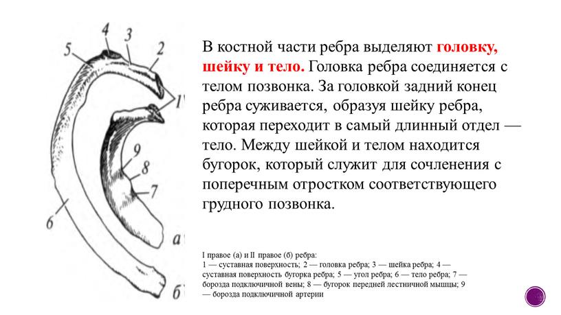 В костной части ребра выделяют головку, шейку и тело