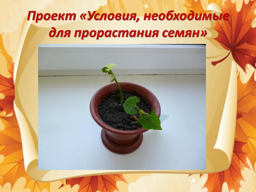 Проект «Условия, необходимые для прорастания семян»