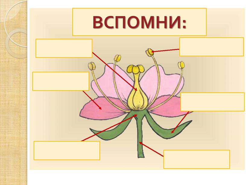 Строение цветка ВСПОМНИ: