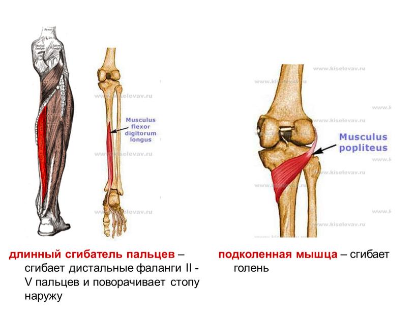 II - V пальцев и поворачивает стопу наружу подколенная мышца – сгибает голень