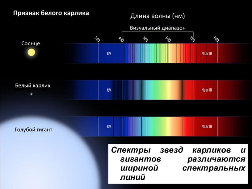 Спектры звезд карликов и гигантов различаются шириной спектральных линий