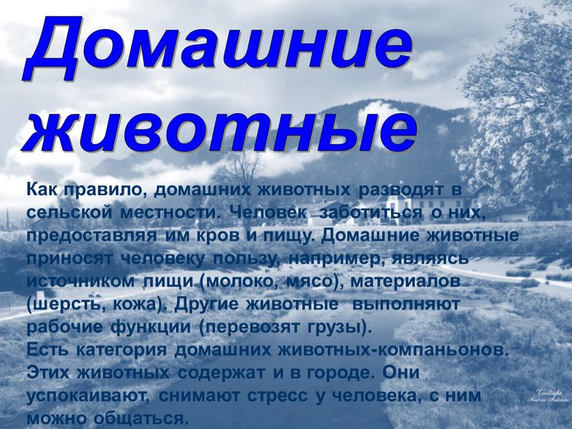 Домашние животные Как правило, домашних животных разводят в сельской местности