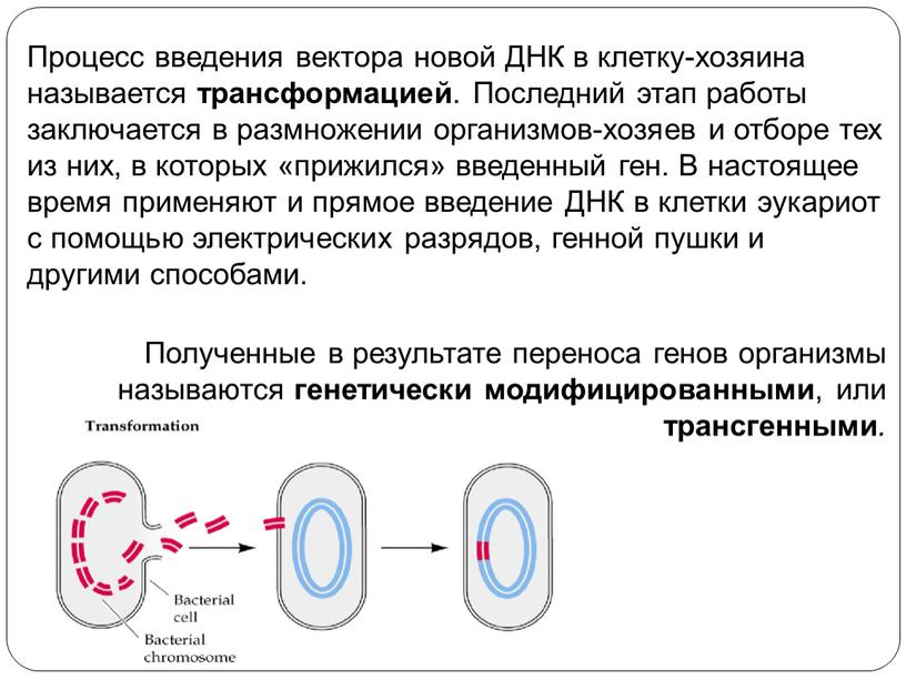 Процесс введения вектора новой