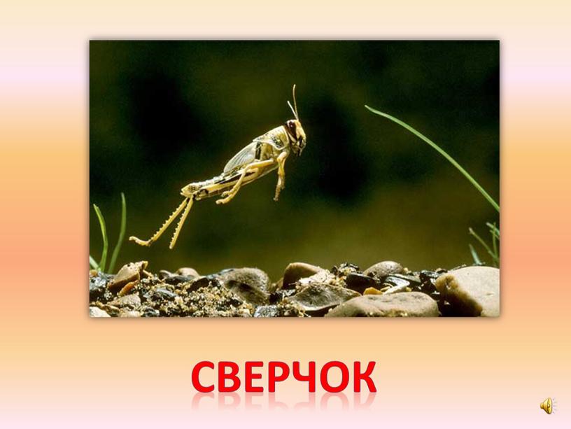 сверчок