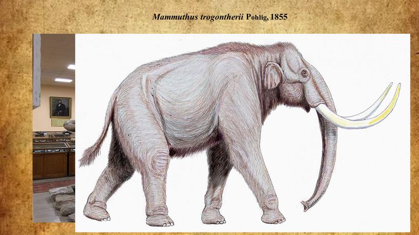 Mammuthus trogontherii Pohlig, 1855