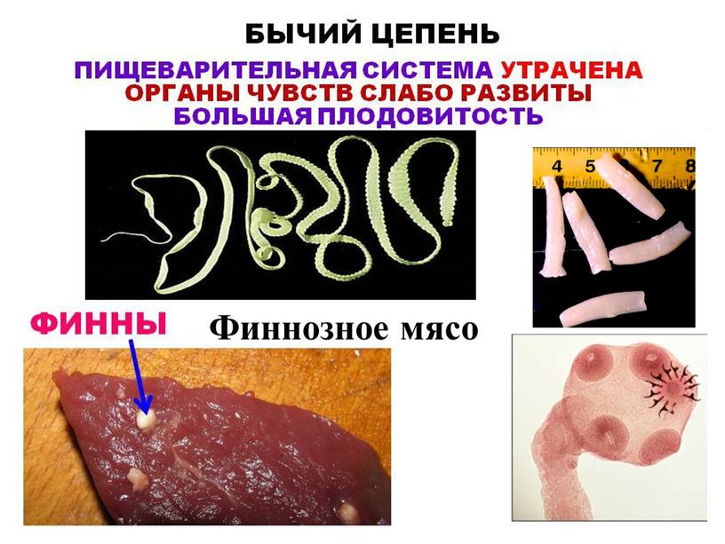 Финнозное мясо